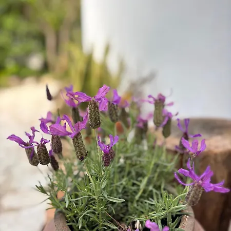 Namibe Na Quinta Da Balaia * Албуфейра