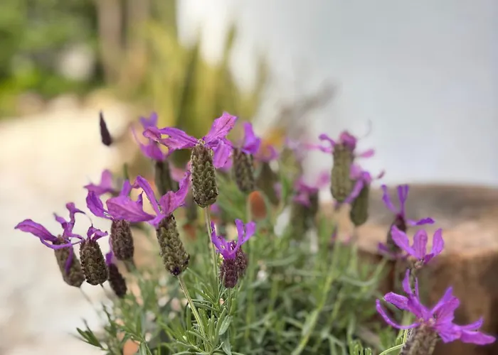 Namibe Na Quinta Da Balaia * Albufeira